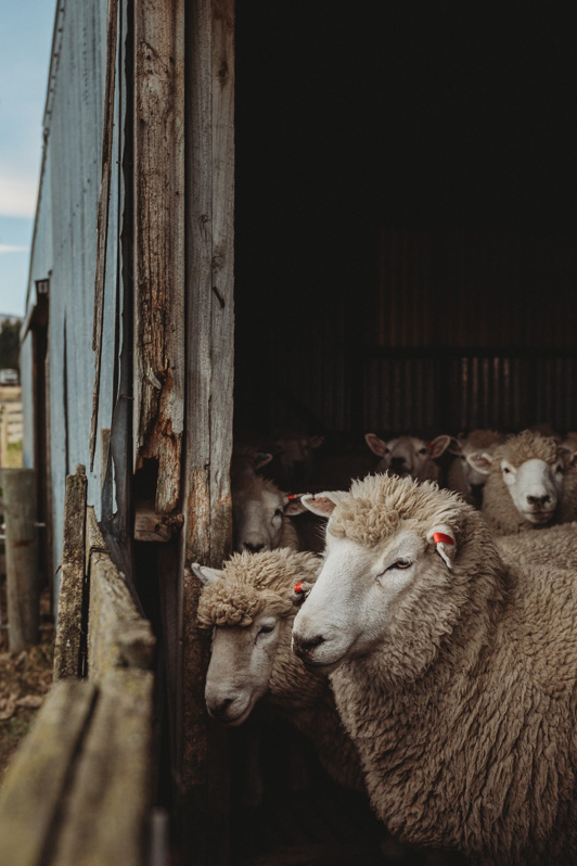 Des moutons dans une bergerie