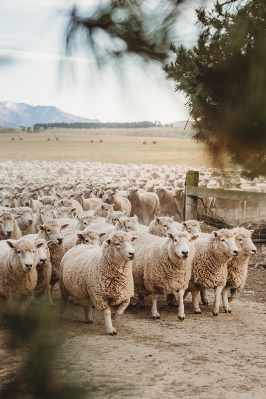 Troupeau de moutons dans un champ