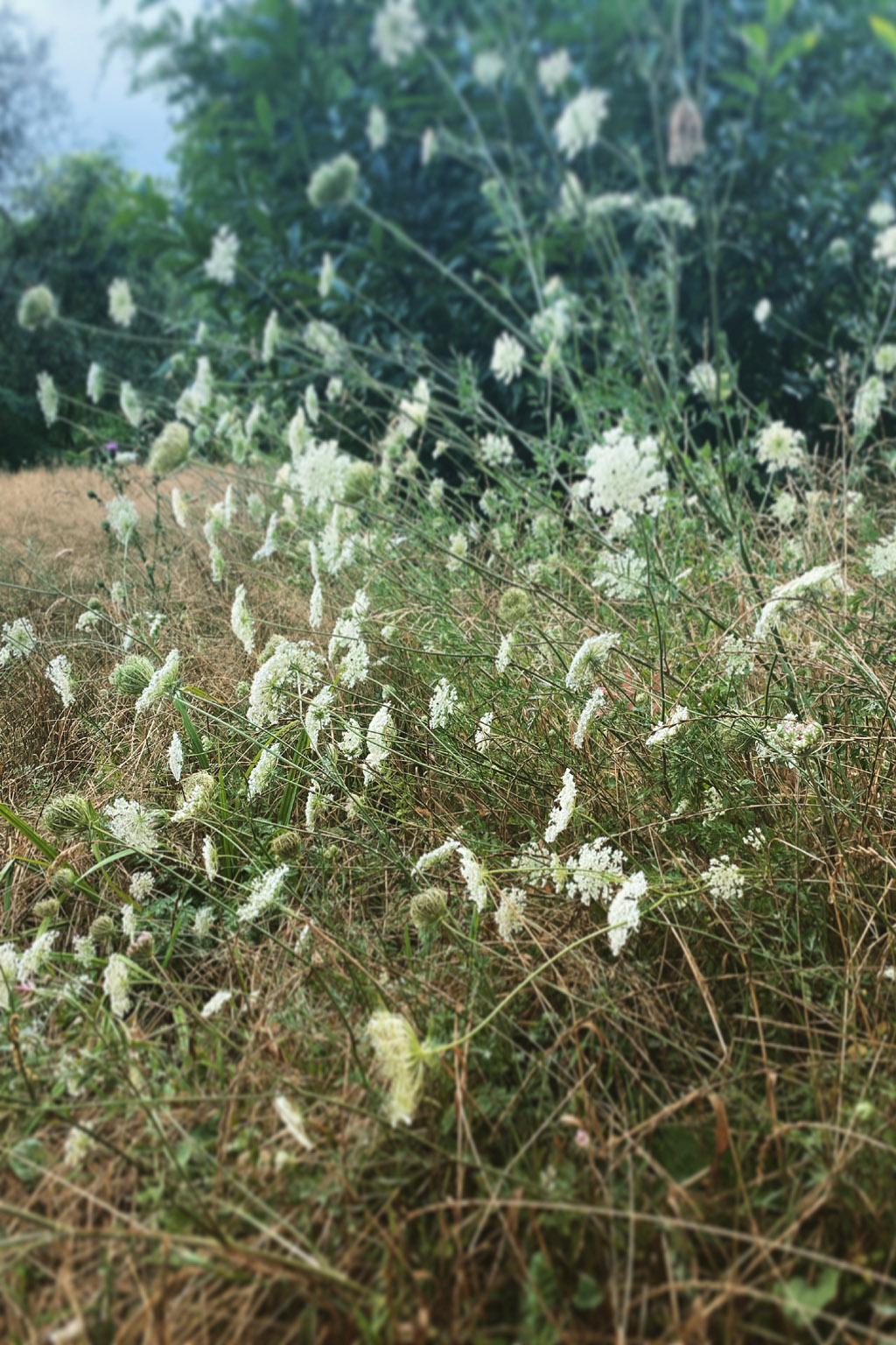 Un champ de fleurs champêtres