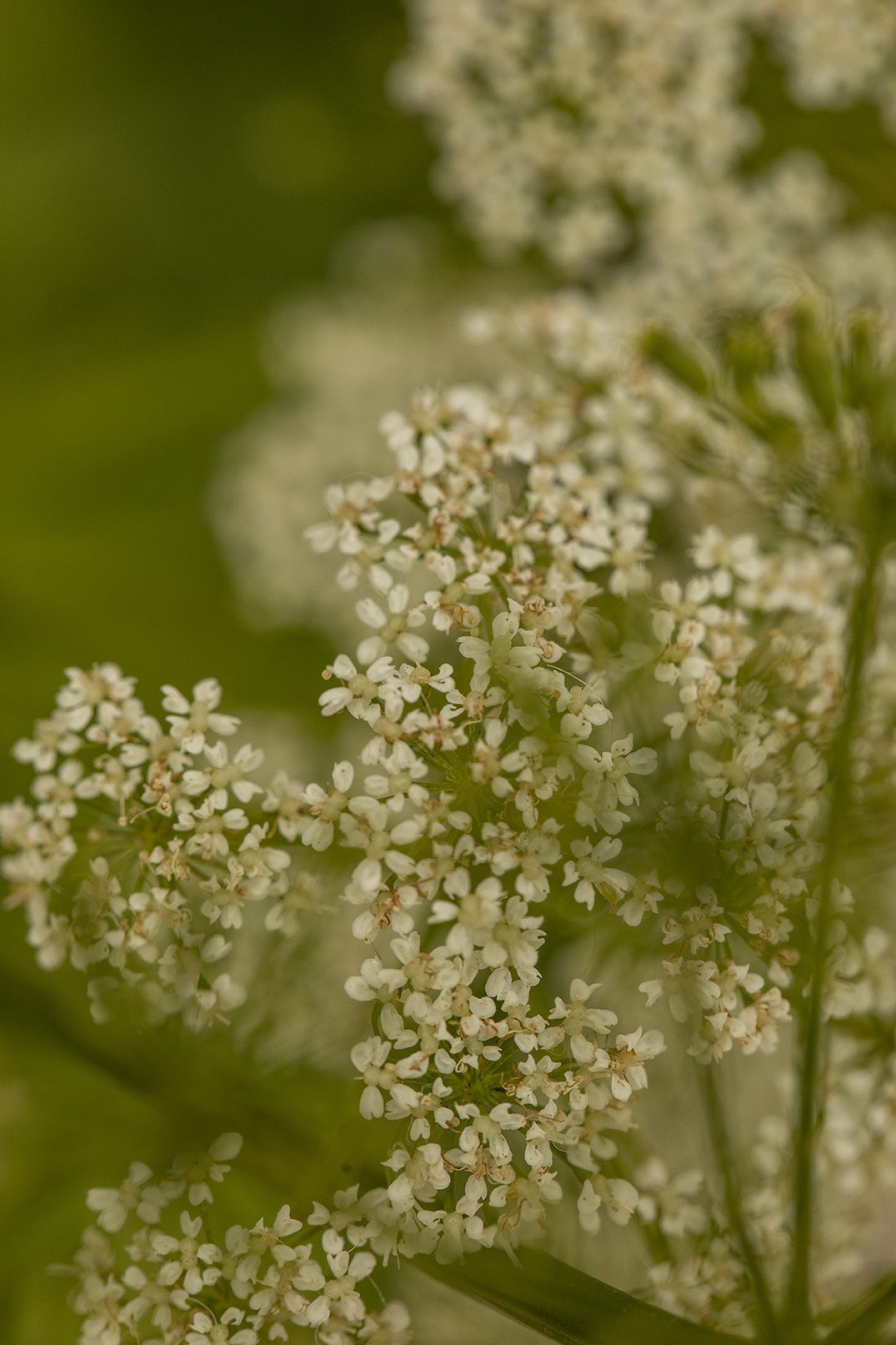 Nahaufnahmefoto von kleinen weißen Blumen