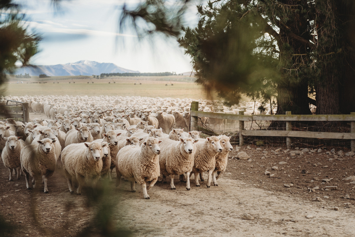 Revenons à nos moutons ! MUSKHANE