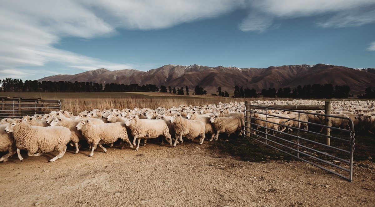 Revenons à nos moutons ! MUSKHANE